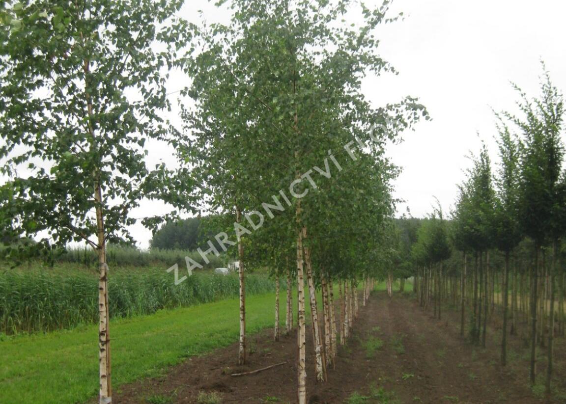 Bříza bělokorá - Betula pendula