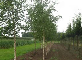 Bříza bělokorá - Betula pendula