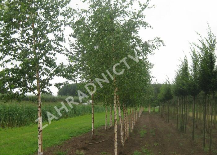 Bříza bělokorá - Betula pendula