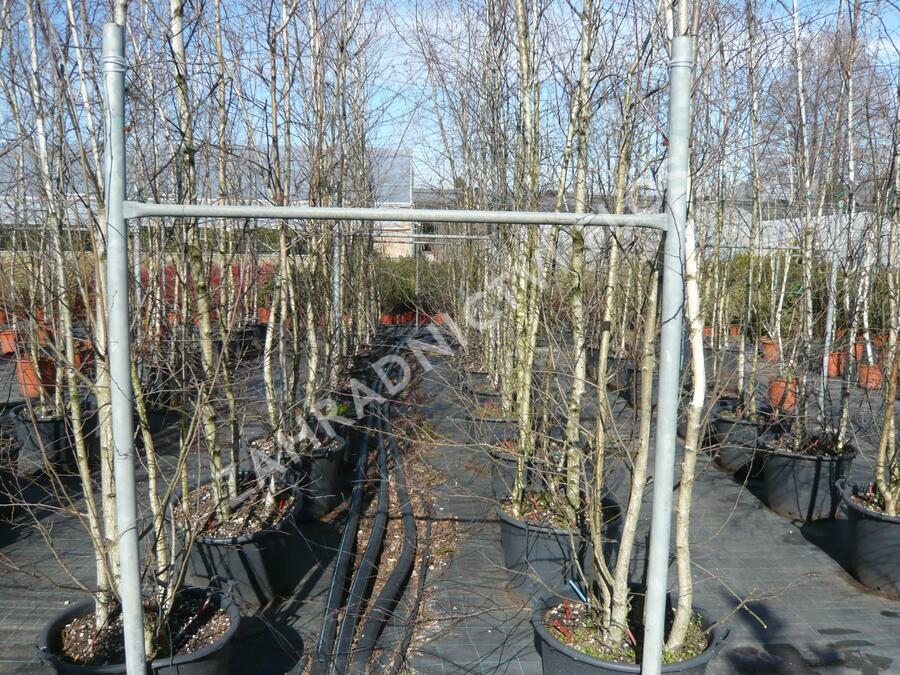 Bříza bělokorá - Betula pendula