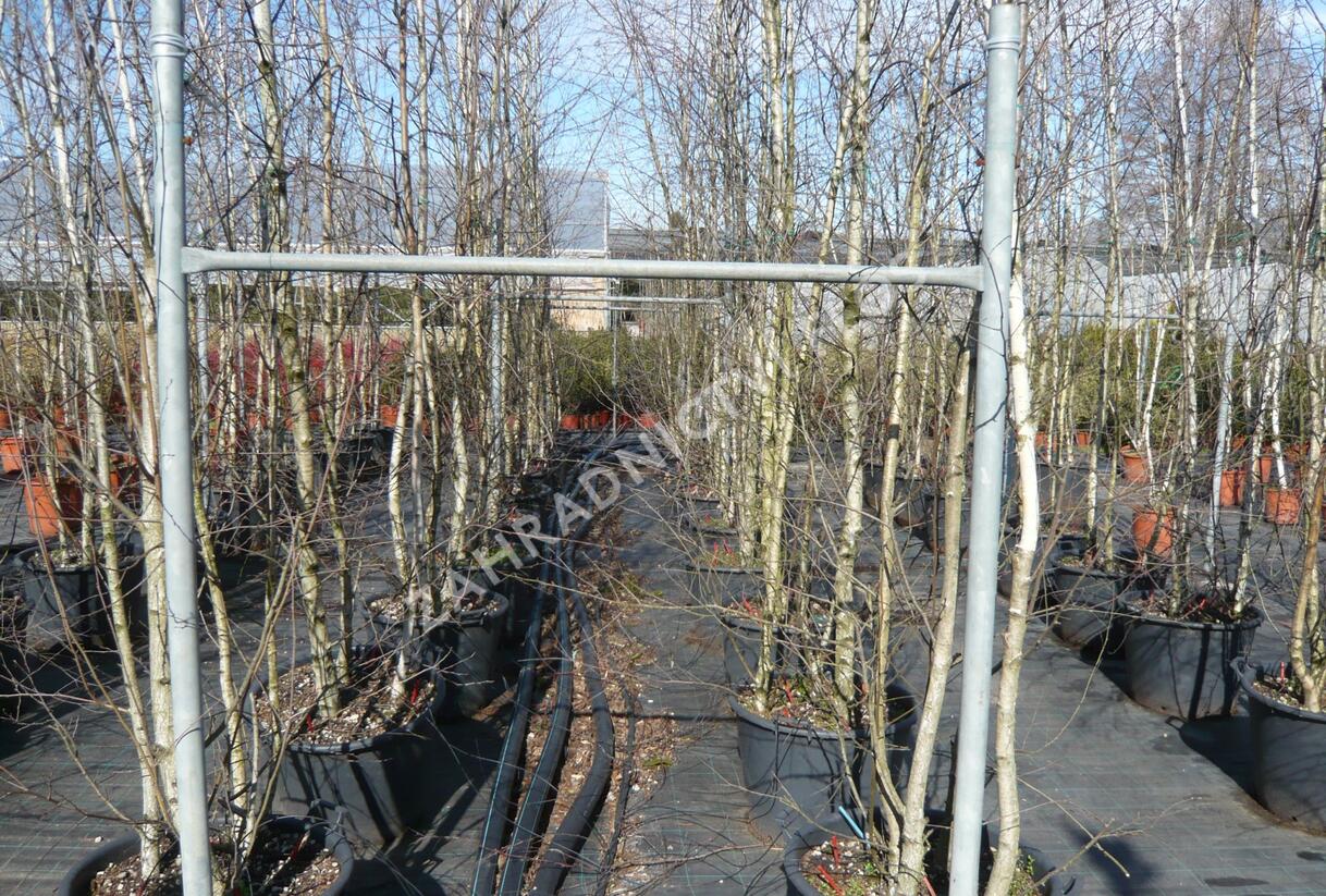 Bříza bělokorá - Betula pendula