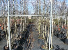 Bříza bělokorá - Betula pendula