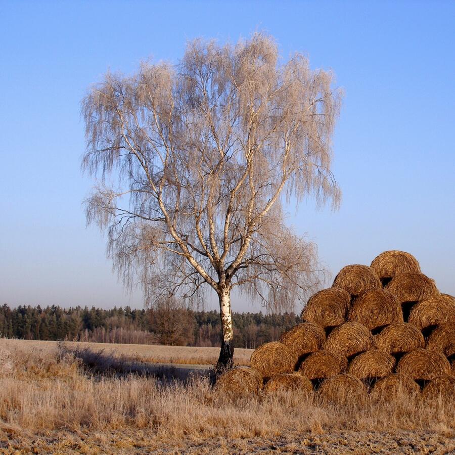 Bříza bělokorá - Betula pendula