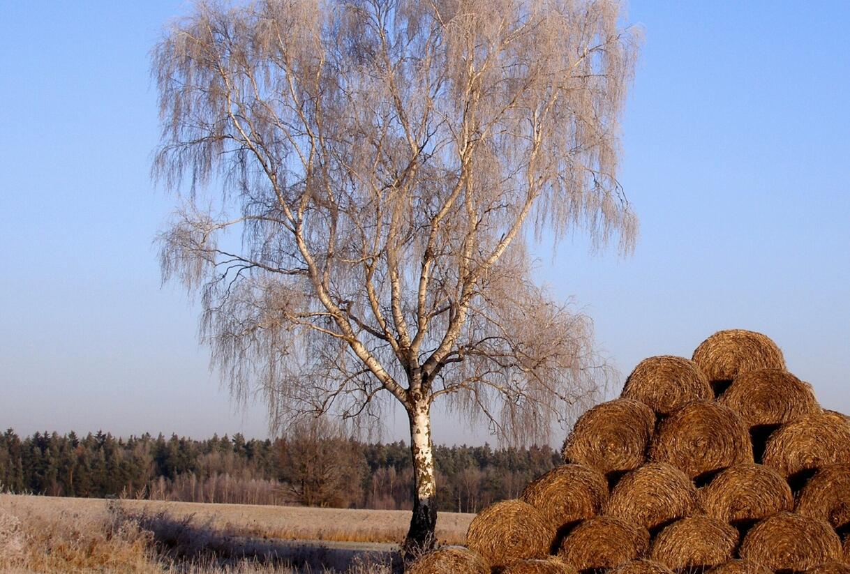 Bříza bělokorá - Betula pendula