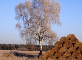 Bříza bělokorá - Betula pendula