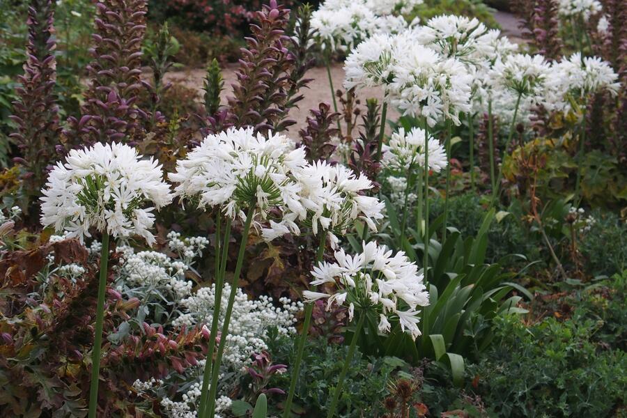 Kalokvět 'Albus' - Agapanthus umbellatus 'Albus'