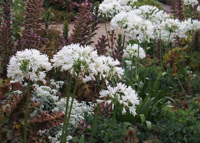 Kalokvět 'Albus' - Agapanthus umbellatus 'Albus'