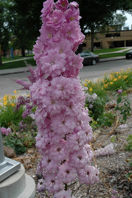 Ostrožka vyvýšená 'New Millenium Blushing Brides' - Delphinium elatum 'New Millenium Blushing Brides'