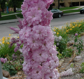 Ostrožka vyvýšená 'New Millenium Blushing Brides' - Delphinium elatum 'New Millenium Blushing Brides'