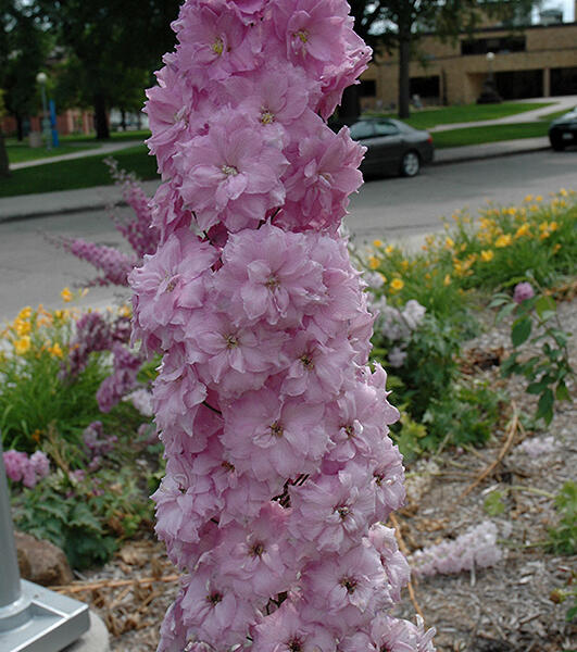 Ostrožka vyvýšená 'New Millenium Blushing Brides' - Delphinium elatum 'New Millenium Blushing Brides'