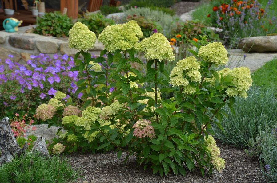 Hortenzie latnatá 'Little Lime' - Hydrangea paniculata 'Little Lime'