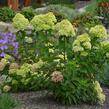 Hortenzie latnatá 'Little Lime' - Hydrangea paniculata 'Little Lime'