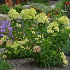 Hortenzie latnatá 'Little Lime' - Hydrangea paniculata 'Little Lime'