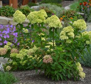 Hortenzie latnatá 'Little Lime' - Hydrangea paniculata 'Little Lime'