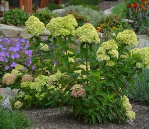 Hortenzie latnatá 'Little Lime' - Hydrangea paniculata 'Little Lime'