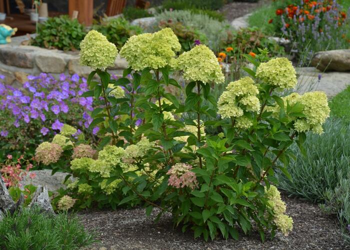Hortenzie latnatá 'Little Lime' - Hydrangea paniculata 'Little Lime'