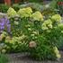 hortenzie-latnata-little-lime.jpg