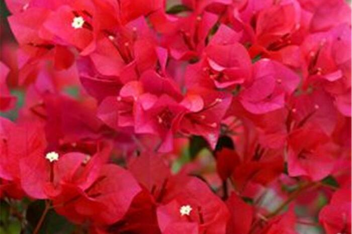 Bugenvilea 'Red' - Bougainvillea buttiana 'Red'