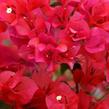 Bugenvilea 'Red' - Bougainvillea buttiana 'Red'