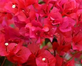 Bugenvilea 'Red'