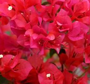 Bugenvilea 'Red' - Bougainvillea buttiana 'Red'