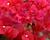 Bugenvilea 'Red'