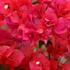 bugenvilea-red.jpg