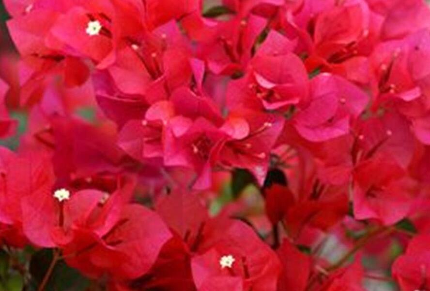 Bugenvilea 'Red' - Bougainvillea buttiana 'Red'