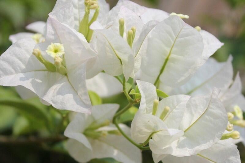 Bugenvilea 'White' - Bougainvillea buttiana 'White'