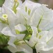 Bugenvilea 'White' - Bougainvillea buttiana 'White'