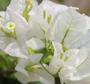 Bugenvilea 'White' - Bougainvillea buttiana 'White'