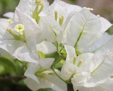 Bugenvilea 'White'