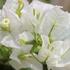 bugenvilea-white.jpg