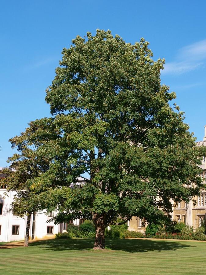 Javor klen - Acer pseudoplatanus