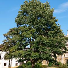 Javor klen - Acer pseudoplatanus