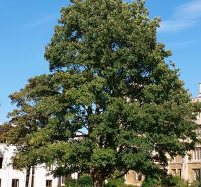 Javor klen - Acer pseudoplatanus