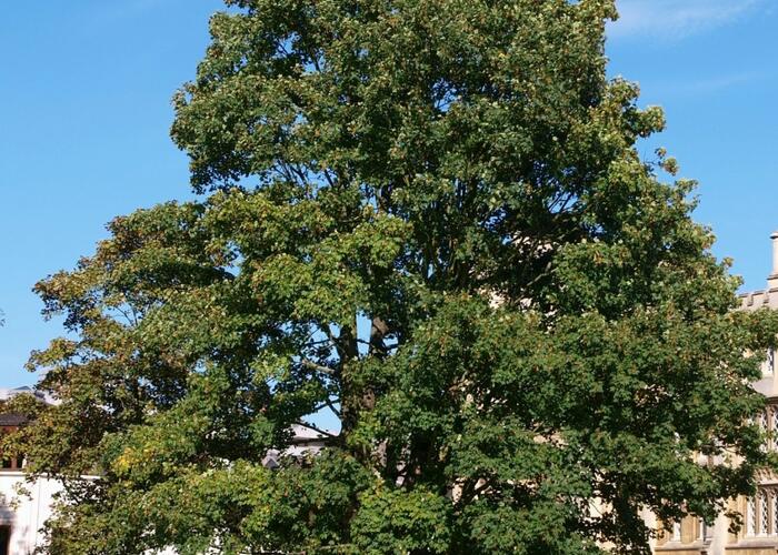 Javor klen - Acer pseudoplatanus