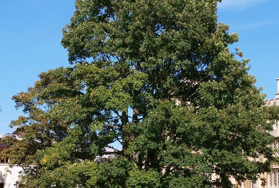 Javor klen - Acer pseudoplatanus
