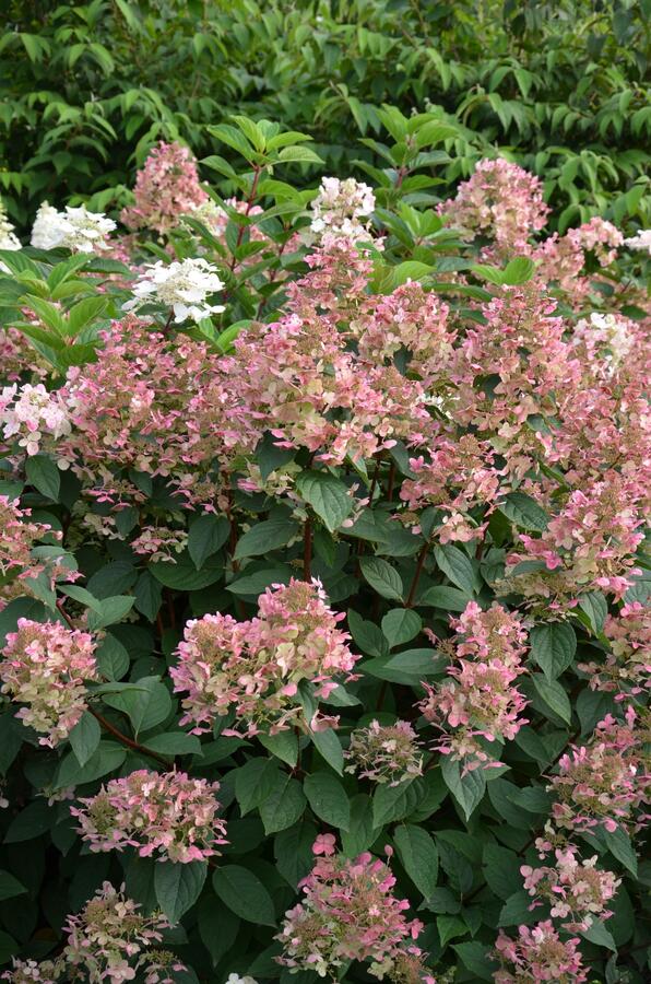 Hortenzie latnatá 'Wim's Red' - Hydrangea paniculata 'Wim's Red'