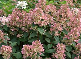 Hortenzie latnatá 'Wim's Red' - Hydrangea paniculata 'Wim's Red'