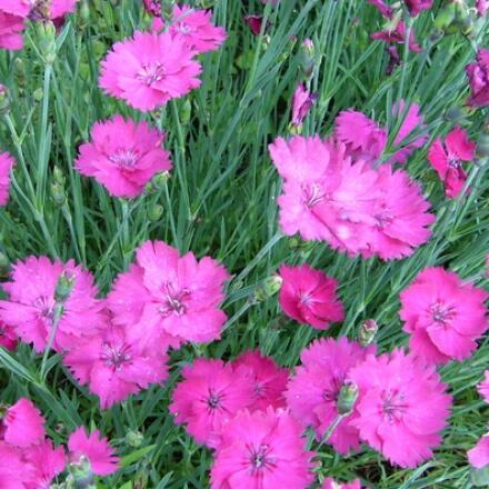 Hvozdík sivý 'Amarant' - Dianthus gratianopolitanus 'Amarant'