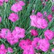 Hvozdík sivý 'Amarant' - Dianthus gratianopolitanus 'Amarant'