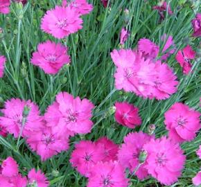 Hvozdík sivý 'Amarant' - Dianthus gratianopolitanus 'Amarant'