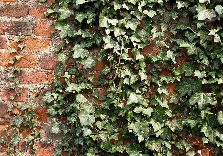 Břečťan popínavý - Hedera helix