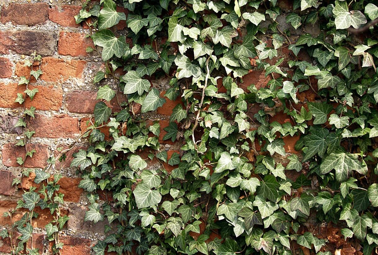 Břečťan popínavý - Hedera helix
