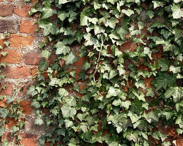 Břečťan popínavý