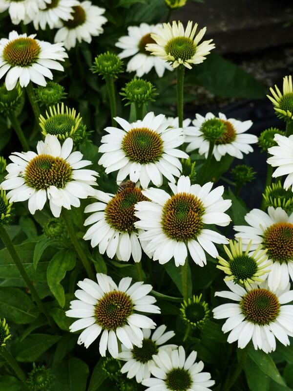 Třapatkovka nachová 'Papallo Classic White' - Echinacea purpurea 'Papallo Classic White'