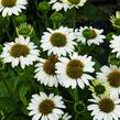 Třapatkovka nachová 'Papallo Classic White' - Echinacea purpurea 'Papallo Classic White'