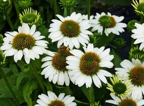 Třapatkovka nachová 'Papallo Classic White' - Echinacea purpurea 'Papallo Classic White'