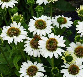 Třapatka nachová 'Papallo Compact White' - Echinacea purpurea 'Papallo Compact White'